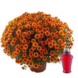 Kwiaciarnia Laflora - Chryzantema doniczkowa ze zniczem