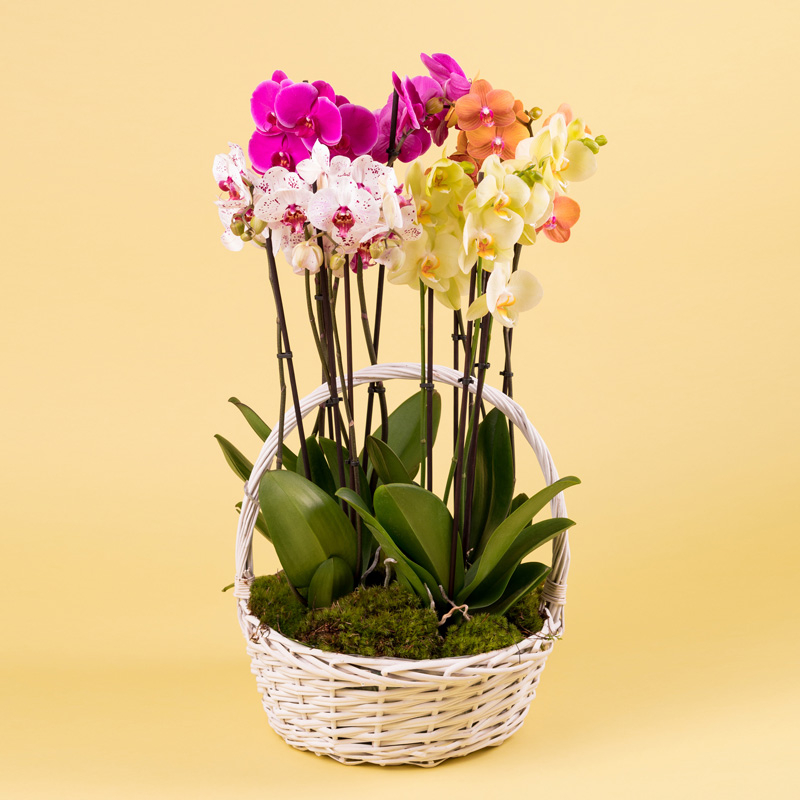 Kwiaciarnia Laflora - Kosz kolorowe storczyki