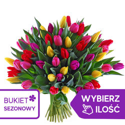 Kwiaciarnia Laflora - Kolorowe tulipany od 11 do 500 szt