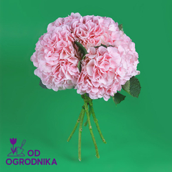 Kwiaciarnia Laflora - Bukiet z hortensji różowych