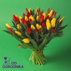 Kwiaciarnia Laflora - Czerwone i żółte tulipany od 25 sztuk