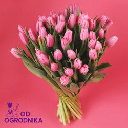 Kwiaciarnia Laflora - Różowe tulipany od 25 sztuk