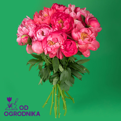 Kwiaciarnia Laflora - Bukiet z piwonii