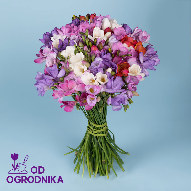 Kwiaciarnia Laflora - Bukiet z frezji