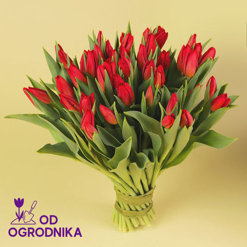 Kwiaciarnia Laflora - Czerwone tulipany od 25 sztuk
