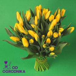Kwiaciarnia Laflora - Żółte tulipany od 25 sztuk