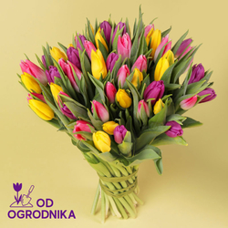 Kwiaciarnia Laflora - Kolorowe tulipany od 25 sztuk