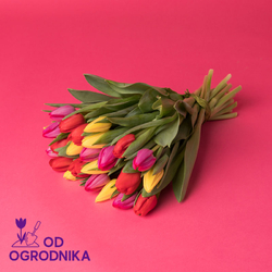 Kwiaciarnia Laflora - Kolorowe tulipany 25, 35, 50 sztuk
