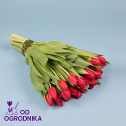 Kwiaciarnia Laflora - Czerwone tulipany 25, 35, 50 sztuk