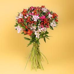 Kwiaciarnia Laflora - Bukiet kolory alstromerii