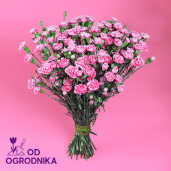 Kwiaciarnia Laflora - Różowe goździki