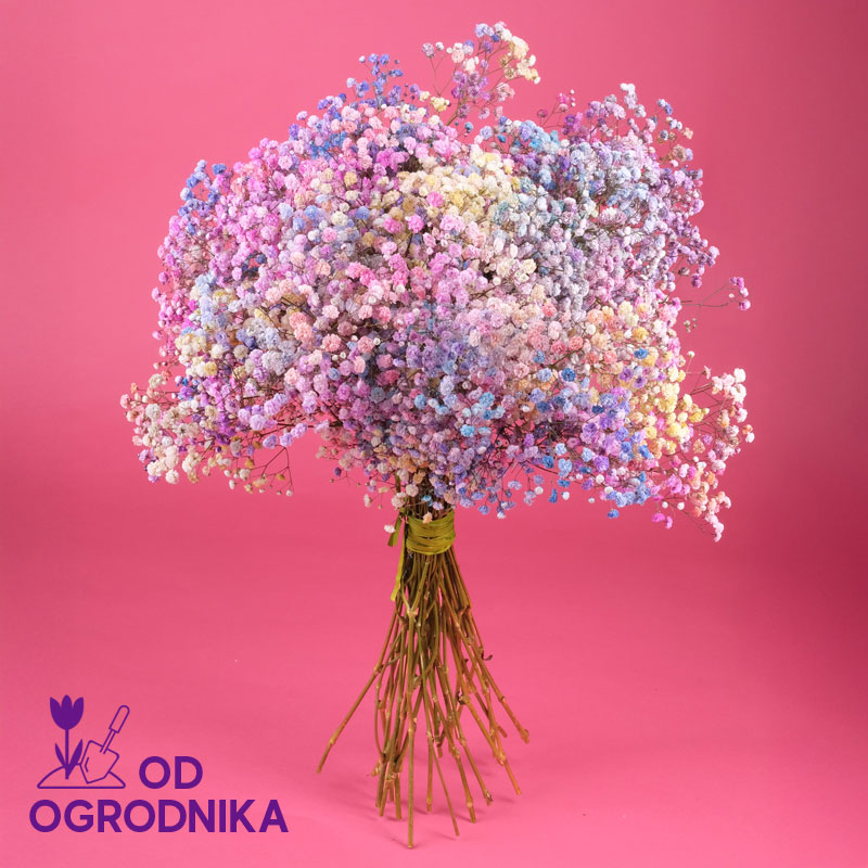Kwiaciarnia Laflora - Bukiet kolorowa gipsówka