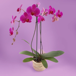 Kwiaciarnia Laflora - Storczyk w doniczce