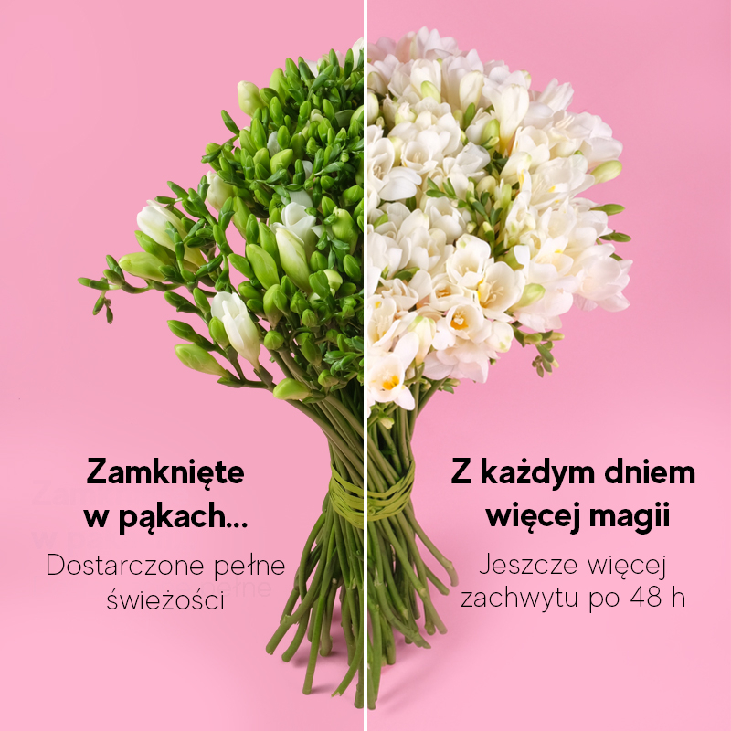 Kwiaciarnia Laflora - Bukiet białych frezji