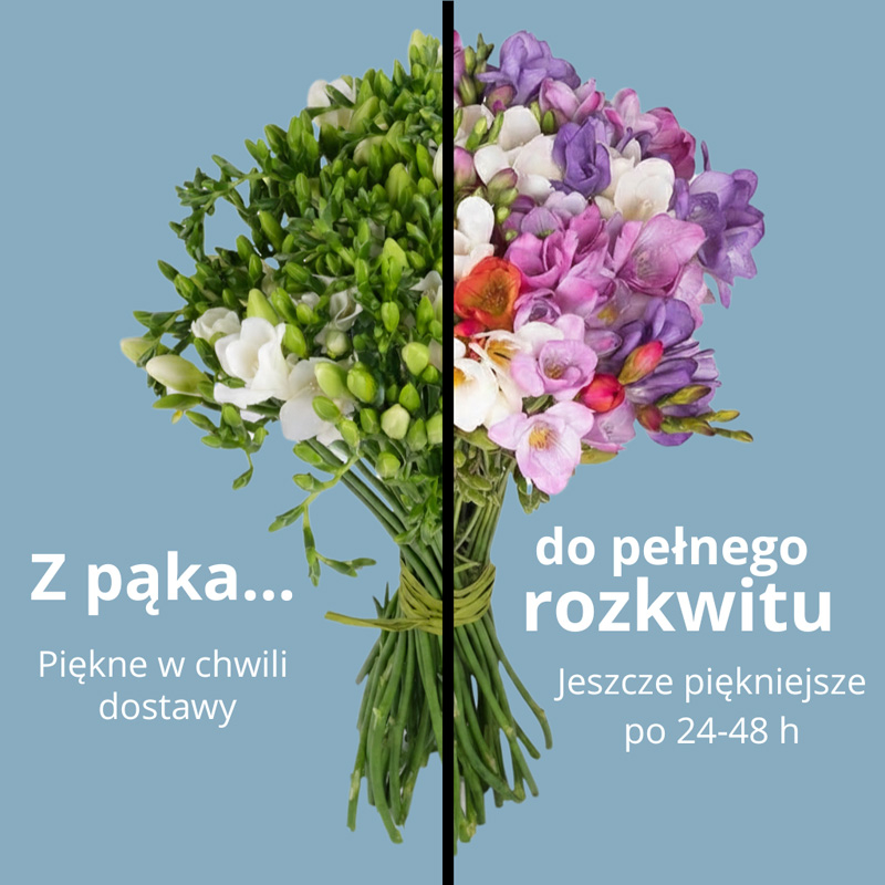 Kwiaciarnia Laflora - Bukiet z frezji